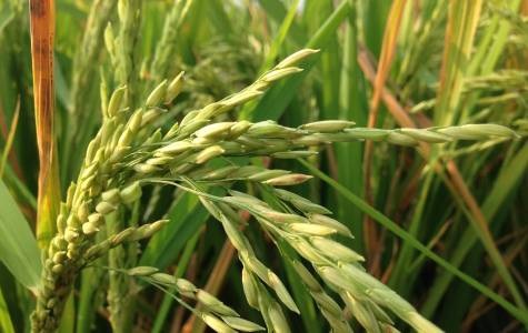 EVFTA, yêu cầu, thách thức và cơ hội cho sản xuất lúa gạo nước ta