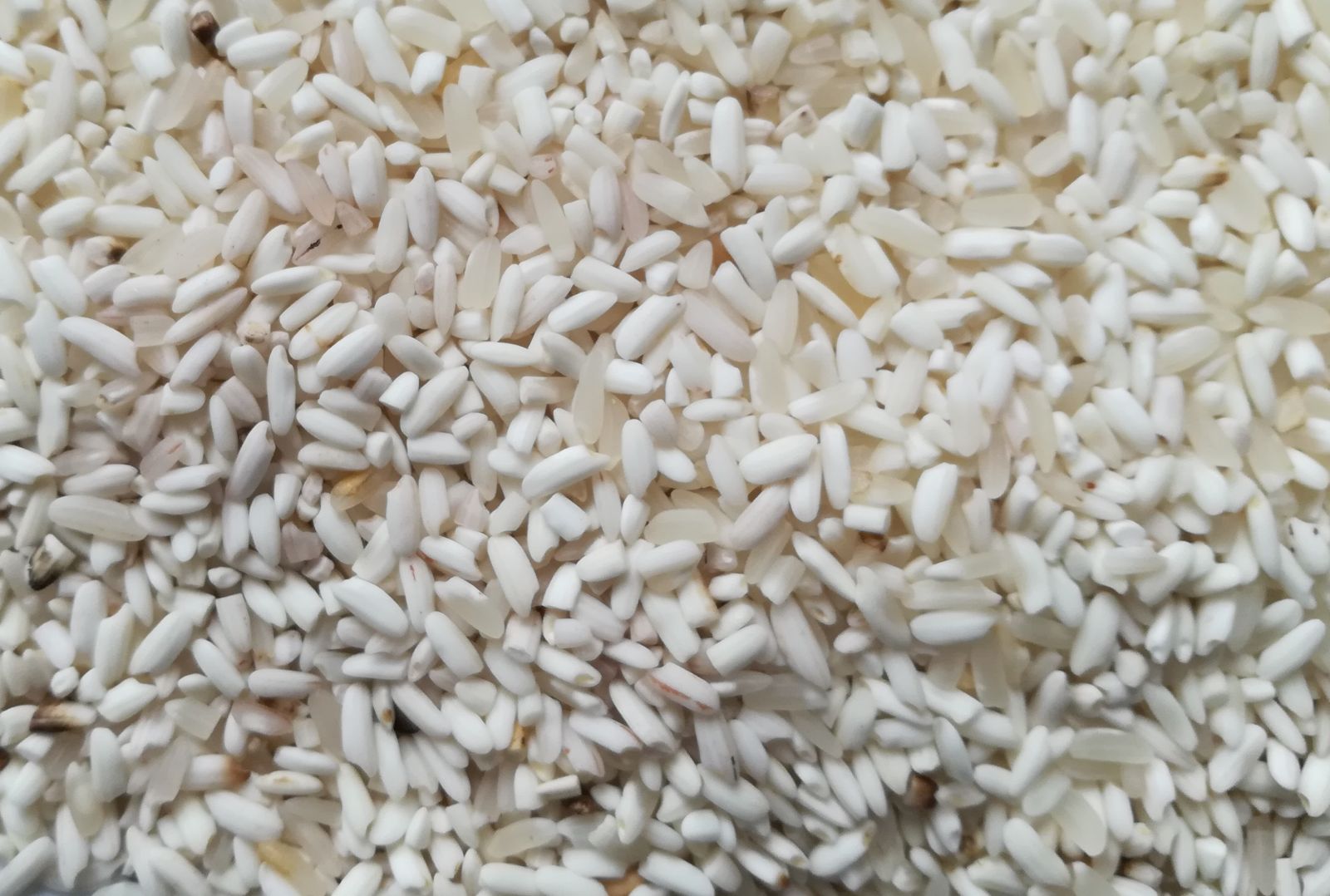 Nguyên liệu gạo chưa qua máy tách màu